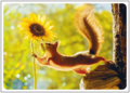 Postcard | Summer Greetings (Squirrel)