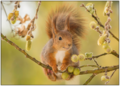 Postcard | Squirrel on branch