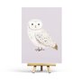 Postcard White Owl by Penpaling Paula