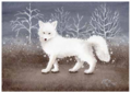 Postcard 384 by Katja Saario - Snow Fox