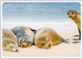 Postcard | Seals on the beach