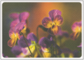 Postcard | Heralds of spring (pansies)