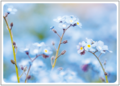 Postcard | Forget-me-not