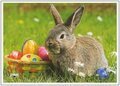 Postcard | Easter Bunny