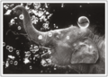 Postcard | Happy Baby Elephant