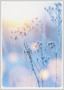 Postcard | Winter branch in sunlight