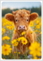 Postcard | Highland calves