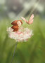 Postcard Ila Illustrations 257 - Pink butterfly