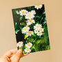 Wild Pencil Studio Postcard - Daisies