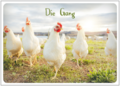 Postcard | Die Gang (Chickens)