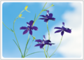 Postcard | Larkspur in the wind