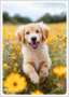 Postcard | Young Golden Retriever