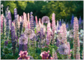 Postcard | Flower meadow with lupins