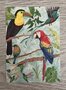 Wildgardens Postcard - Birds of Paradise