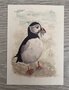Wildgardens Postcard - Puffin