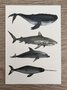 Wildgardens Postkarte - Zeeleven walvis