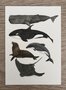 Wildgardens Postkarte - Zeeleven potvis