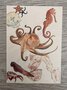 Wildgardens Postcard - Octopus
