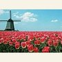 Postcard | Red tulips and windmill Holland
