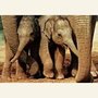 Art Unlimited Postcard | Baby elephants