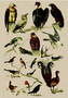 Postcard | Natural History, 1900
