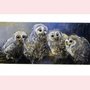 Postcard Loes Botman | Four Owlets