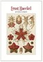 Ernst Haeckel Postcard Set