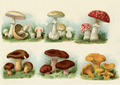 Postcard | Vintage Mushroom Illustration