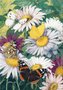 Museum Cards Postcard | Asters with Cabbage White