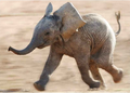 Postcard Tushita | Running home (Elephant)