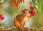 Postcard Tushita | Red Squirrel II_