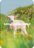 Shutterstock - Burry van den Brink Postcard | Lamb_