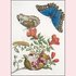Postcard Maria Sibylla Merian - Pomegranate and butterflies_