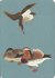 Postcard | Vogels, Philipp Franz von Siebold, Naturalis Biodiversity Center_