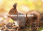 Adobe Stock - Youlaangel Postcard | Squirrel_