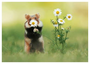 Postcard | Hamster with daisies_