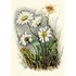 Postcard | Oxeye Daisy, Wildflowers_