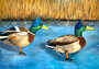 Postcard Ducks - by Bianca Nikerk_