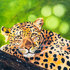 Postcard Jaguar - by Bianca Nikerk_
