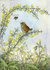Postcard Molly Brett | Baby Thrush On Gorse With Cowlips And Bee_