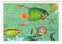 PK 981 Tausendschön Postcard | Fishes_