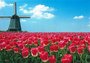 Postcard | Red tulips and windmill Holland_