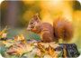 Adobe Stock Postcard | Squirrel_
