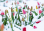 Postcard | Tulips in the snow_