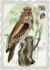 Auguri by Barbara Behr Glitter Postcard | Owl_