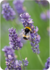 Postcard | Lavender and Bumblebee_