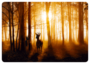 Postcard | Encounter in the forest (deer)_