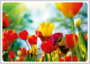 Postcard | Spring is here! (tulips)_