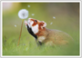 Postcard | Hamster and dandelion_