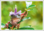 Postcard | Frog with flower on head_